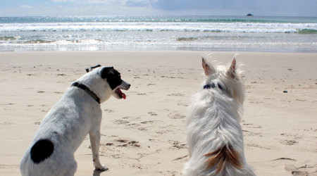 strand-hund